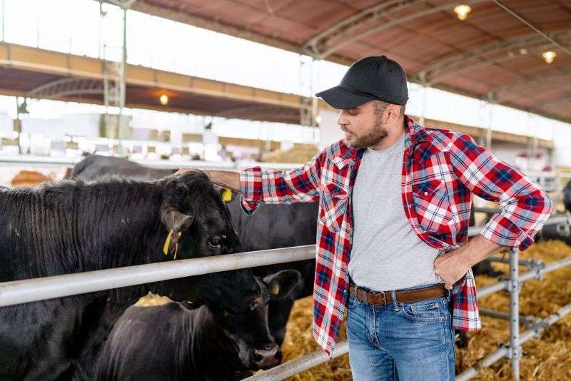 Rancher petting cow